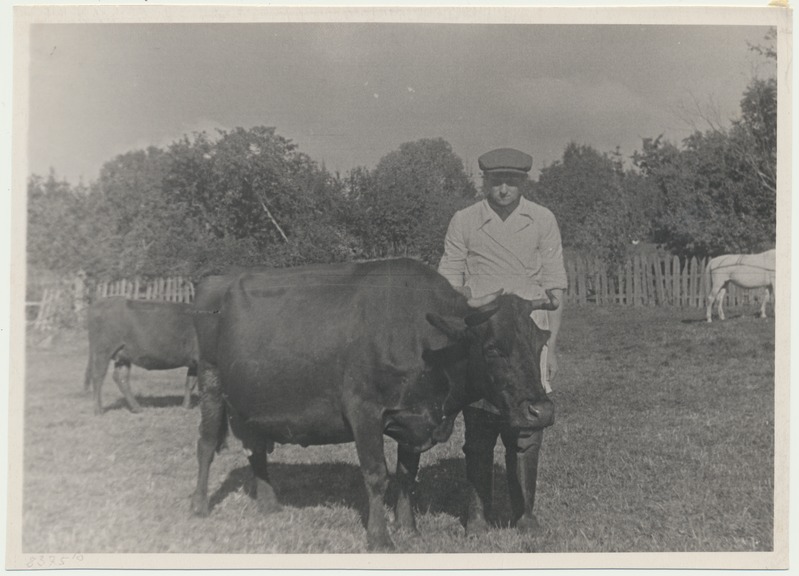 foto, Viljandimaa, kolhoos Kommunismi Teel, 2 lehma, J. Kalam, u 1955