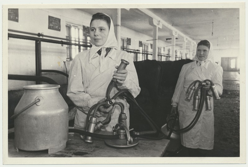 foto, Viljandimaa, Viiratsi sovhoos, lehmalaut, sisevaade, lüpsimasin, u 1955, foto A. Vanamõis