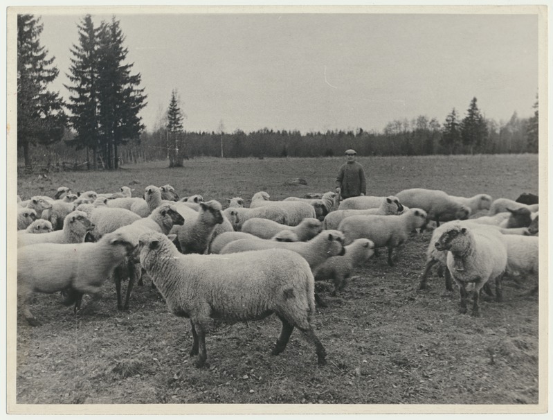 foto, Järvamaa, kolhoos Punane Täht, lambakari õues, u 1960