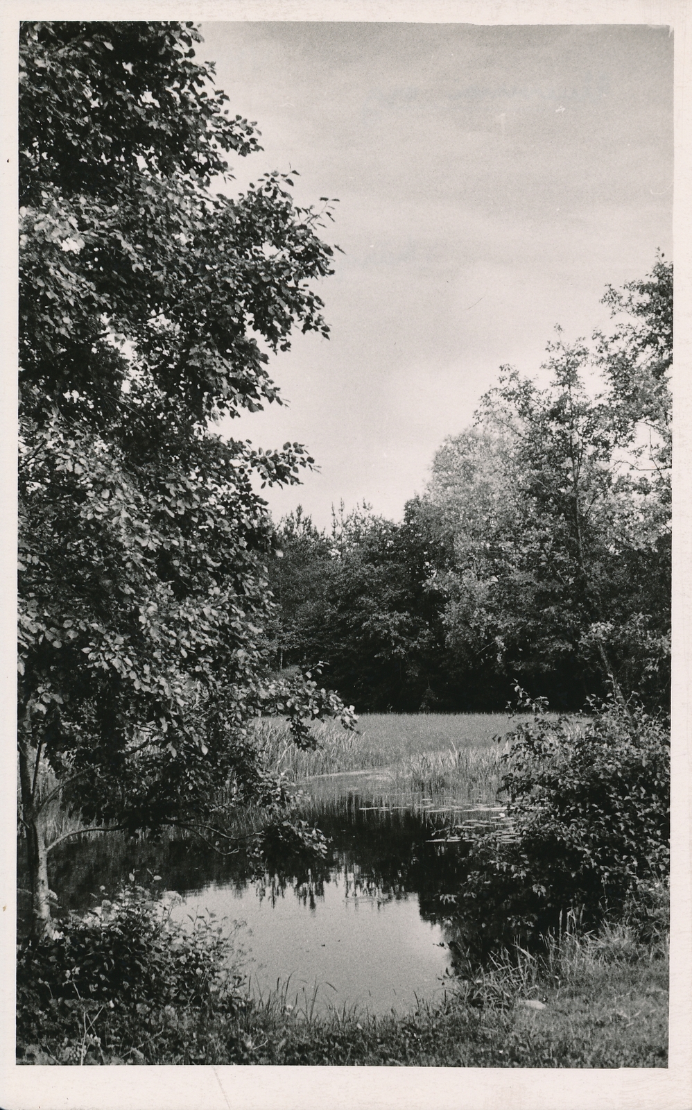 foto, Viljandi, Uueveski org, oja, 1960