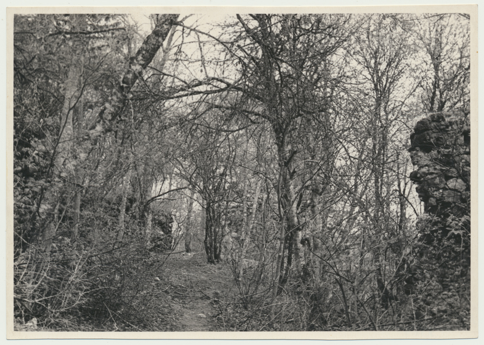 foto, Viljandimaa, Tarvastu lossivaremed, u 1970