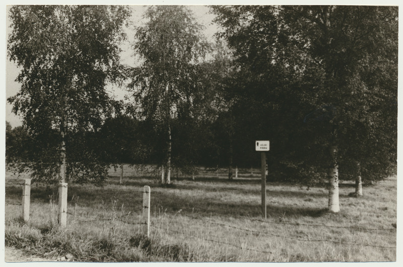 foto, Viljandimaa, Ivaski küla, Kõõbra talu, kaskede allee, u 1970, foto L. Vellema