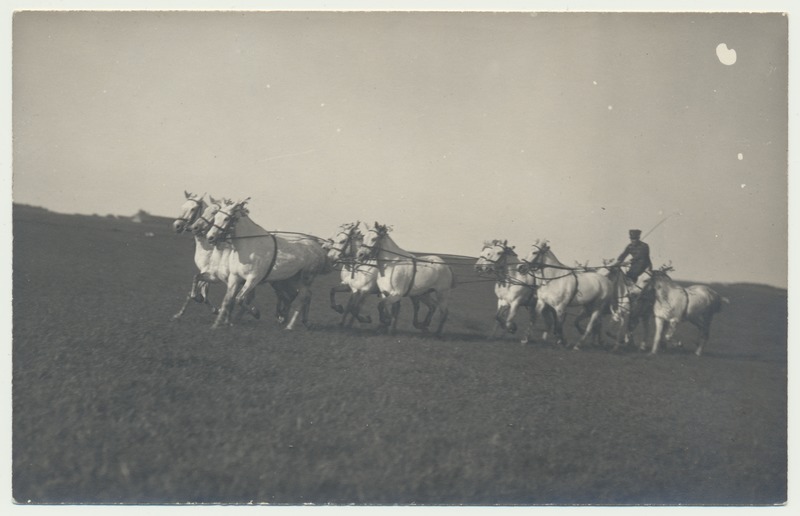 foto, Eesti sõjavägi, ratsavõistlused, kaksteist valget hobust ühes rakendis, u 1930