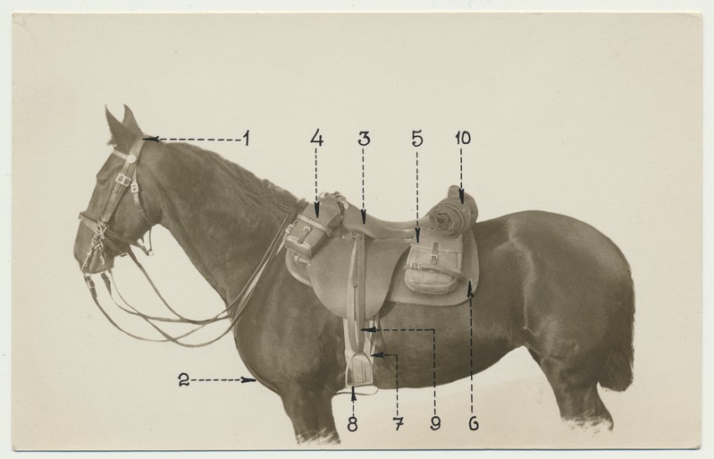 foto, Eesti sõjavägi, hobune näidisvarustusega, u 1930