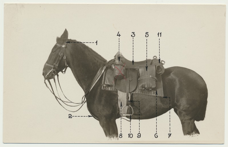 foto, Eesti sõjavägi, hobune näidisvarustusega, u 1930