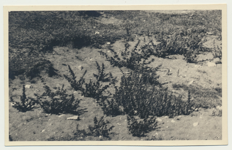 fotopostkaart, Saaremaa, ranna-ala taimed, u 1930, foto V. Suraš
