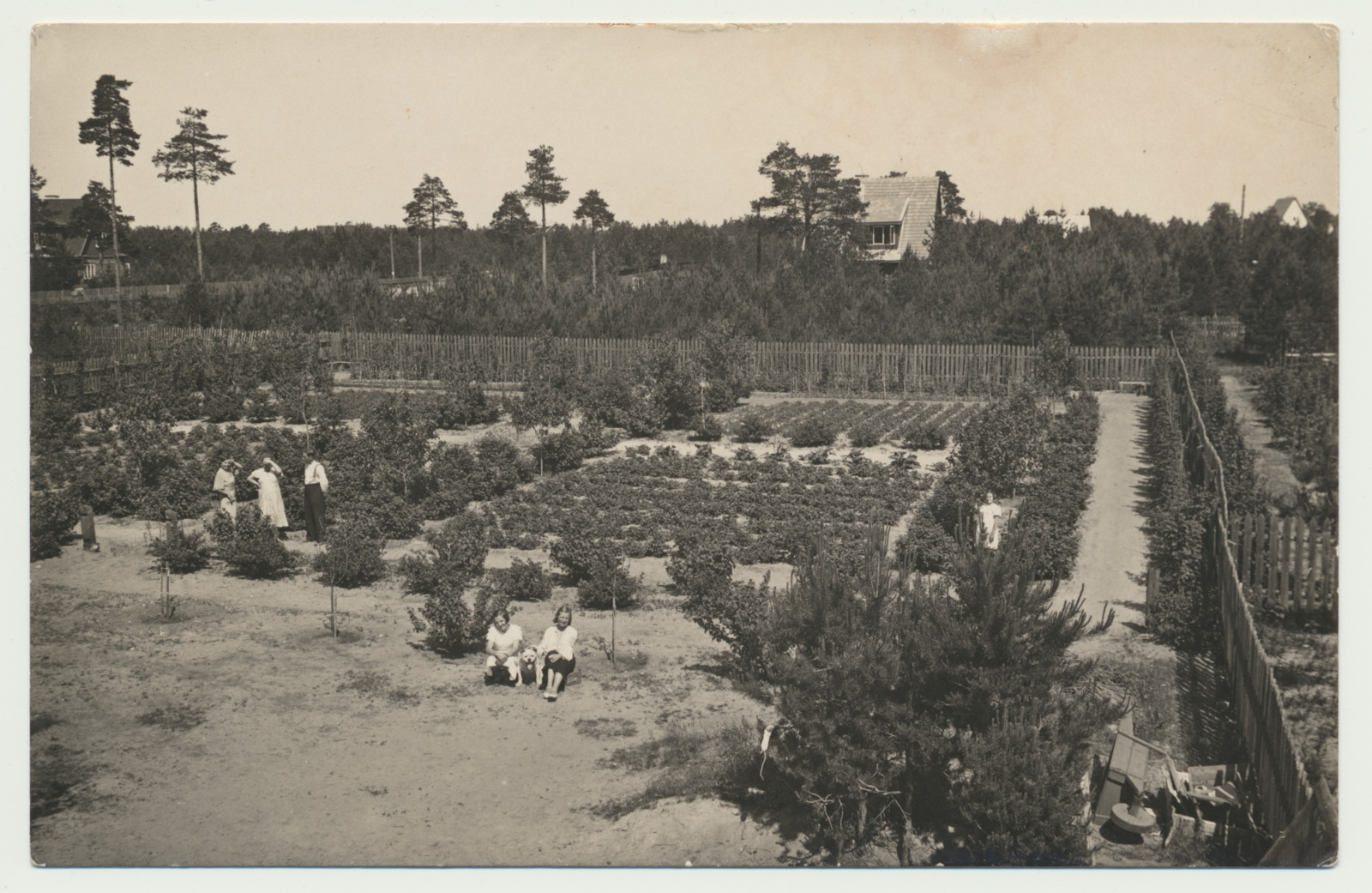 foto, Viljandimaa, Pilistvere, metskonna taimeaed, u 1930