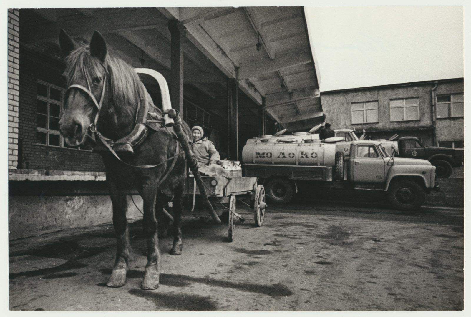 foto, Viljandi Piimakombinaat, õues piimaautod, hobune, 1975, foto E. Veliste