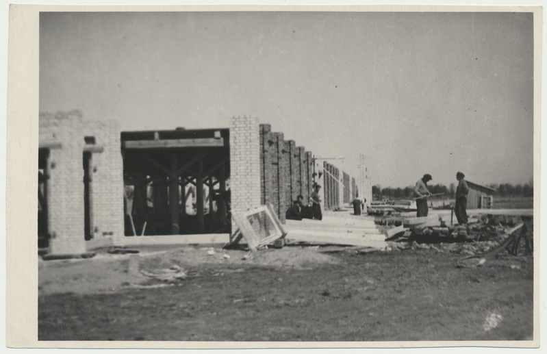 foto, Viljandimaa, kolhoos Valgus, karjalauda ehitus, 1951