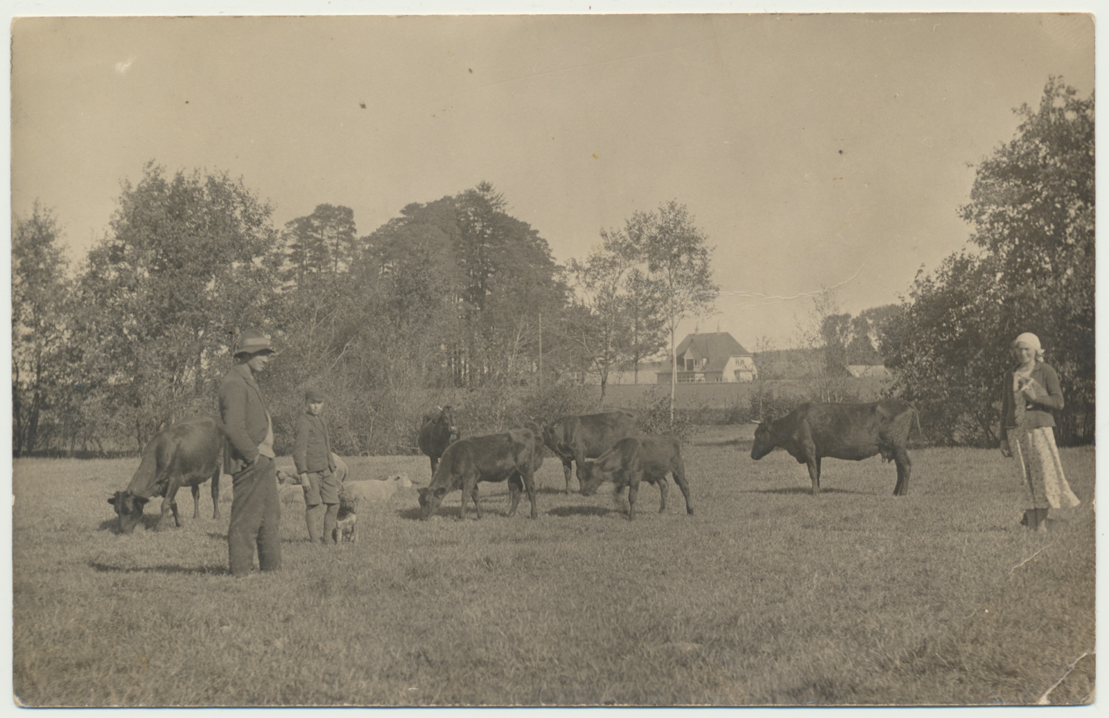 foto, Viljandimaa, Heimtali vald?, talu loomakari, u 1925, foto H. Metsamärt