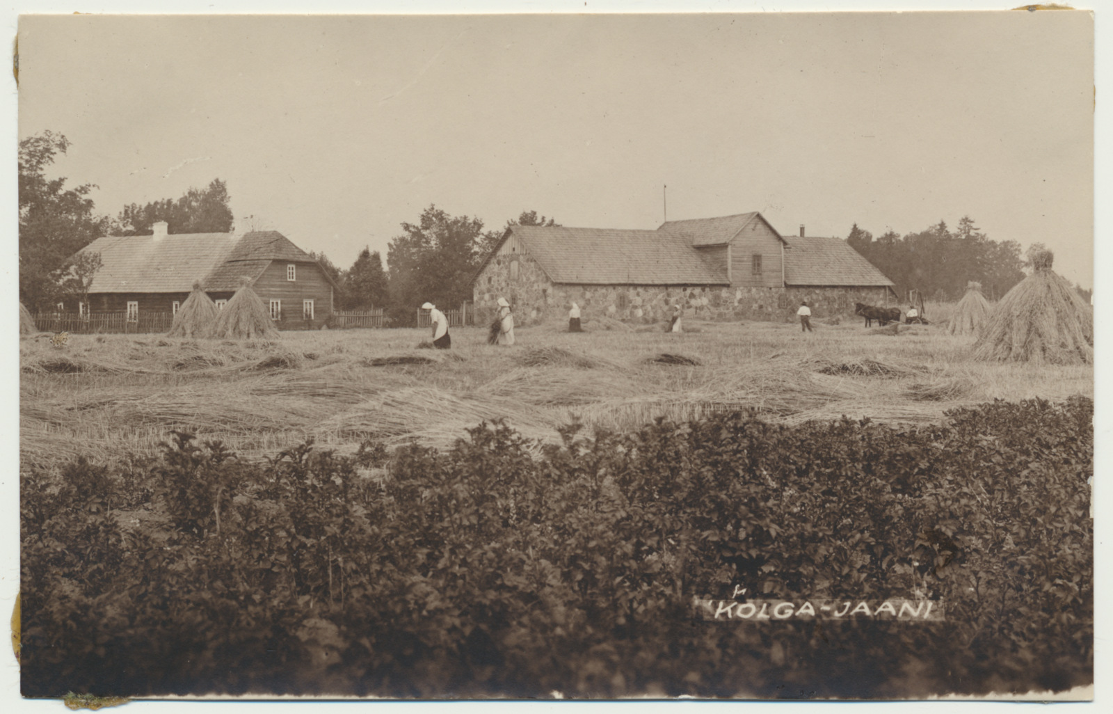 foto, Viljandimaa, Kolga-Jaani khk, rukkilõikus, taluhooned, u 1920