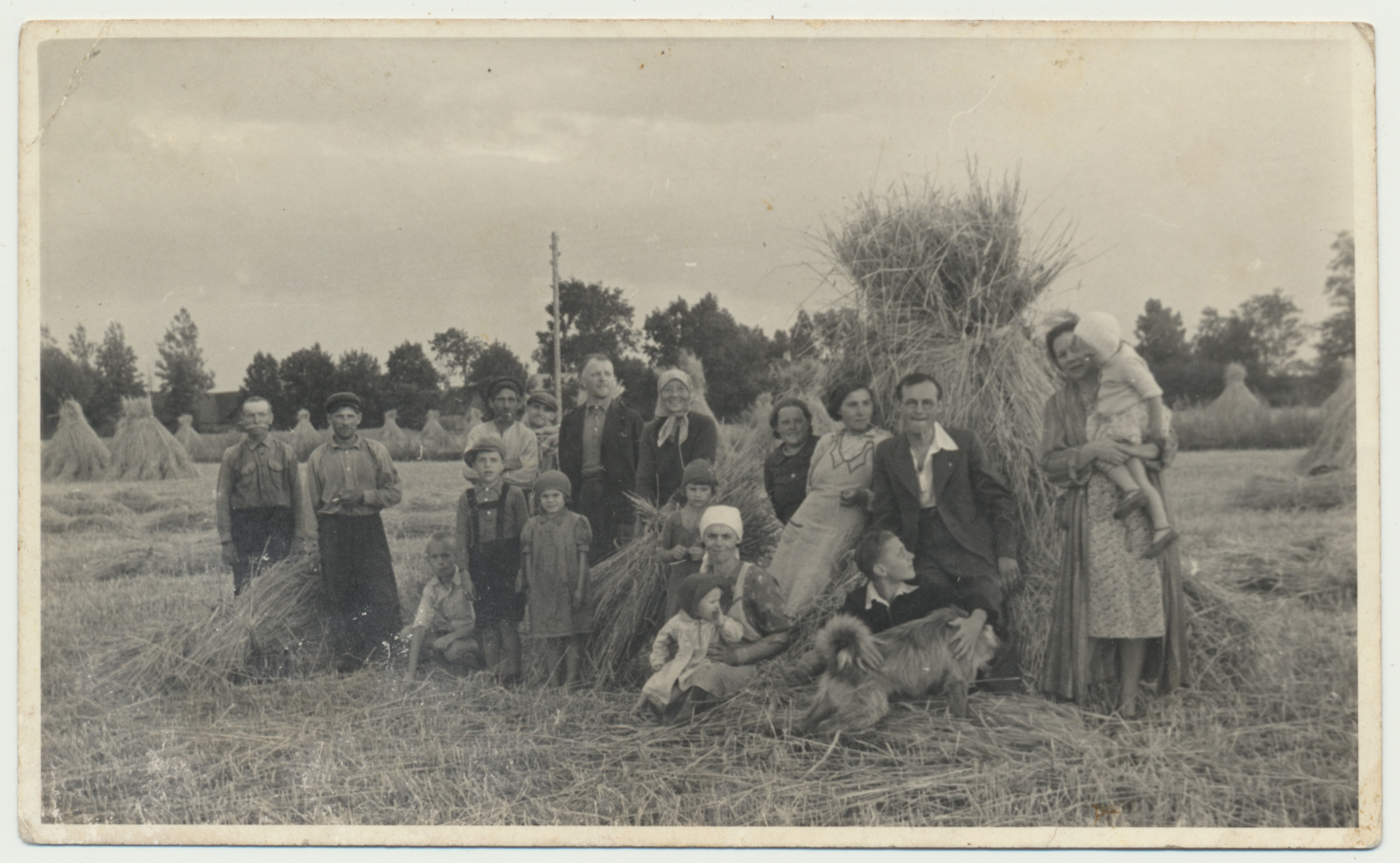 foto, Halliste khk, Rimmu vald, Meose talu, rukkipõld, rukkihakid, u 1930
