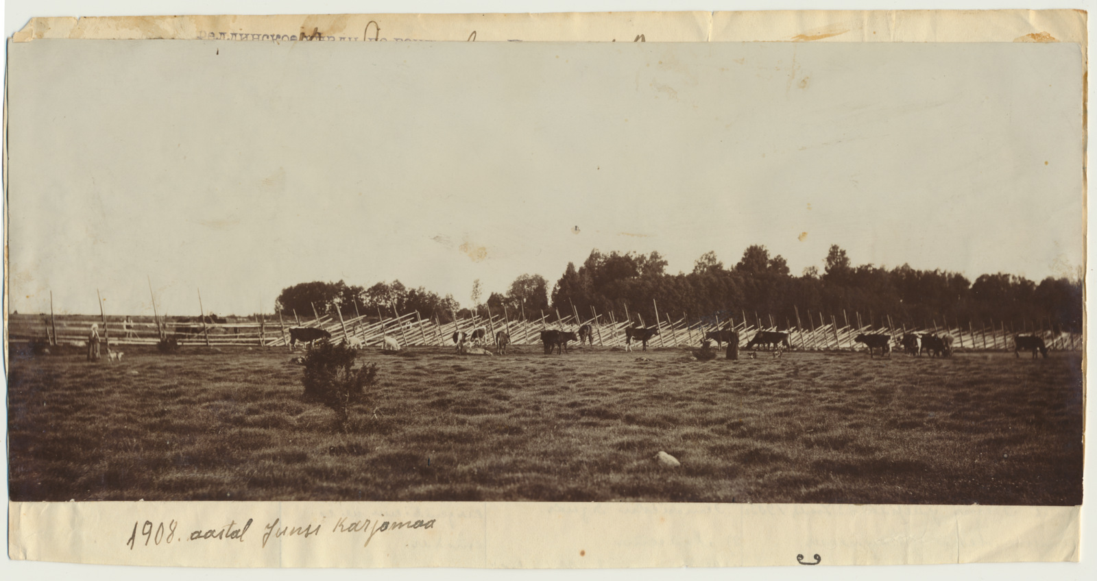 foto, Viljandimaa, Suure-Kõpu vald, Junsi talu, karjamaa, 1908, foto J. Isutamm
