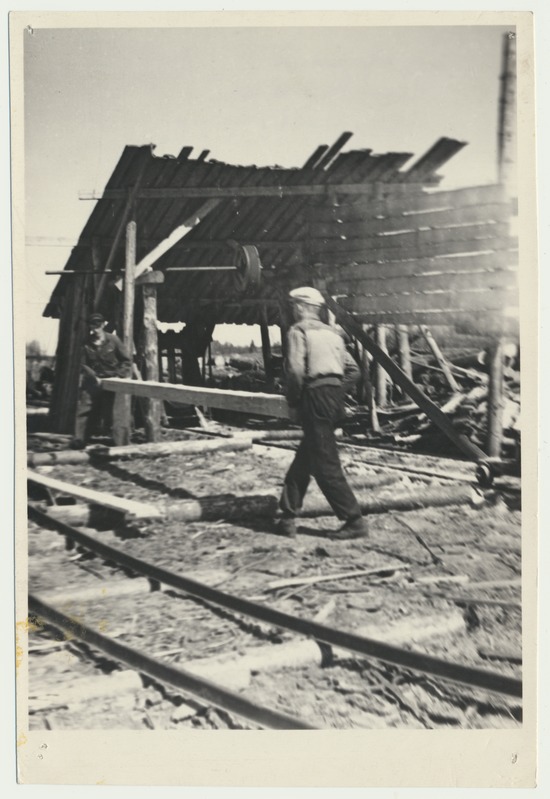 foto, Viljandimaa, kolhoos Valgus, karjalauda ehitus, 1951