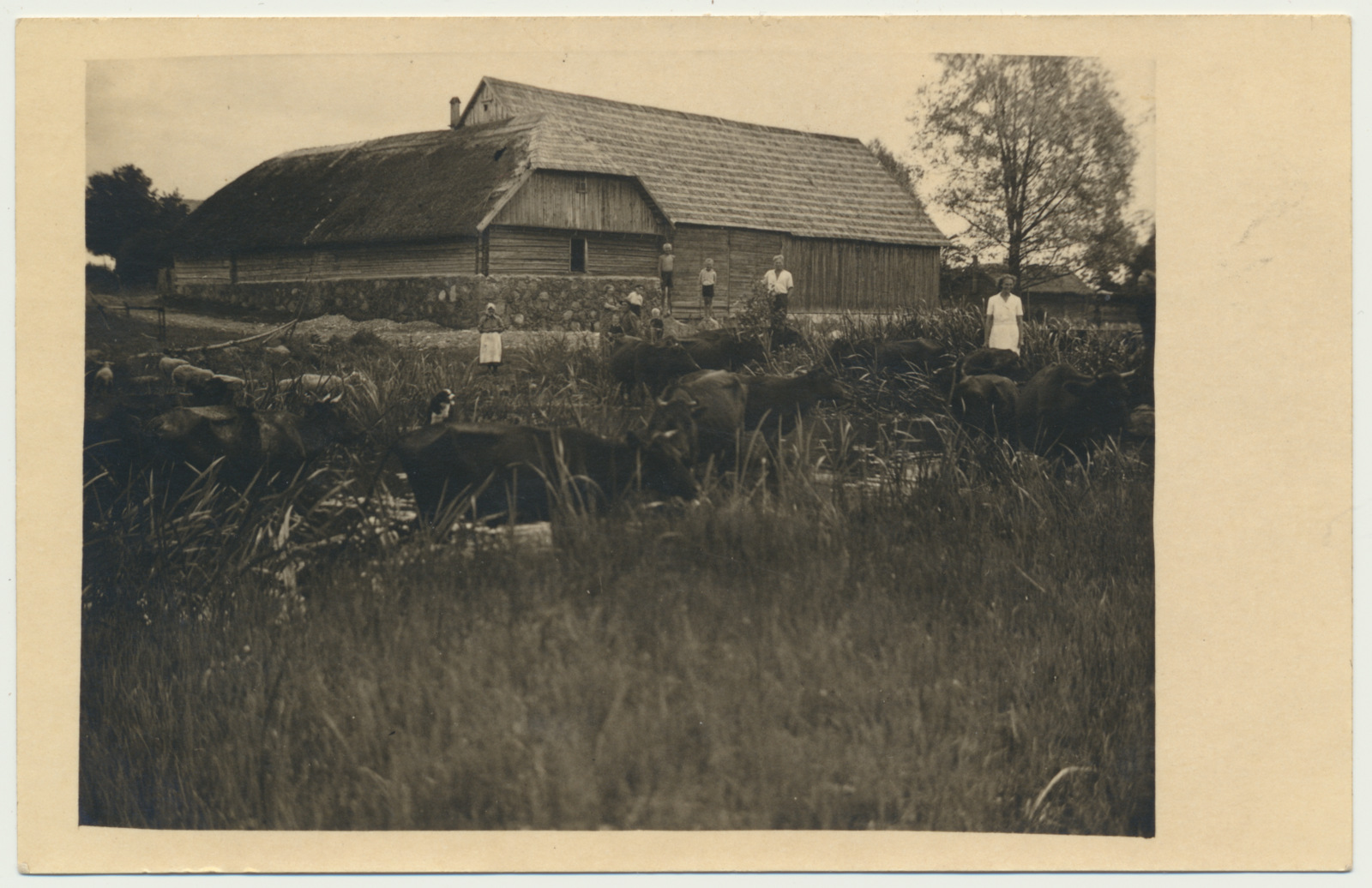 foto, Uue-Võidu, Taari talu u 1935