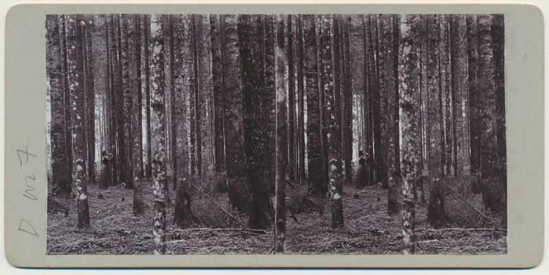 stereofoto, Anna Uudelt-Kukk metsas, ~ 1905