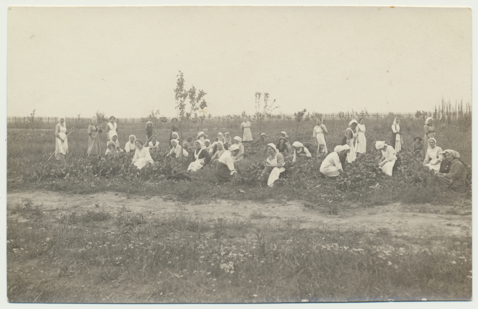 foto, Tartumaa, Sahkapuu põllutöö ja majapidamiskool, aiatöö, u 1915