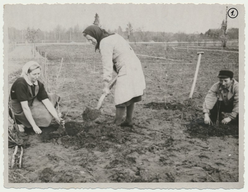 foto, Viljandimaa, kolhoos Uus Elu, mustsõstra põõsad - istutus, 1948