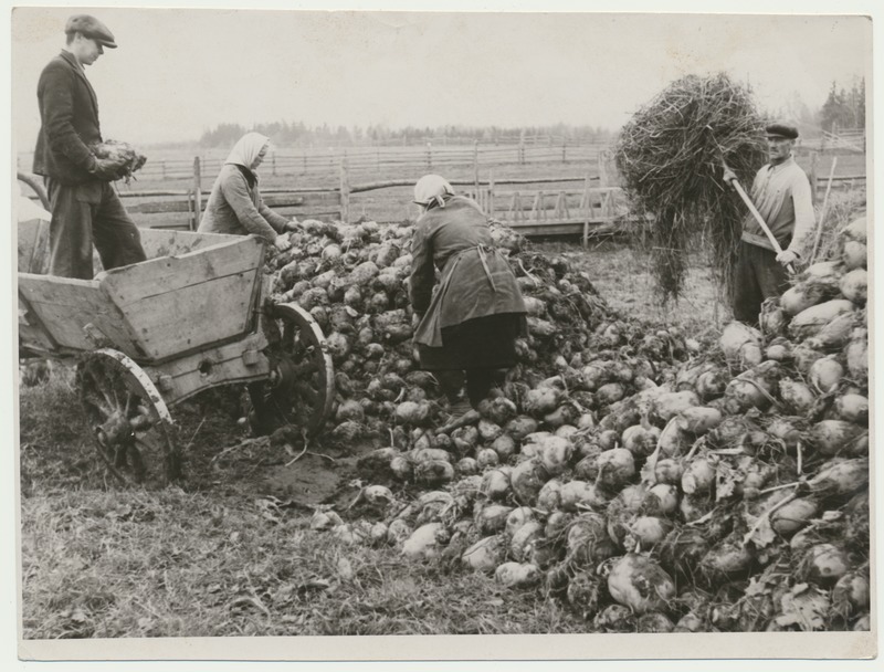 foto, Viljandimaa, Heimtali sovhoos, söödajuurvilja kuhjapanek, 1948