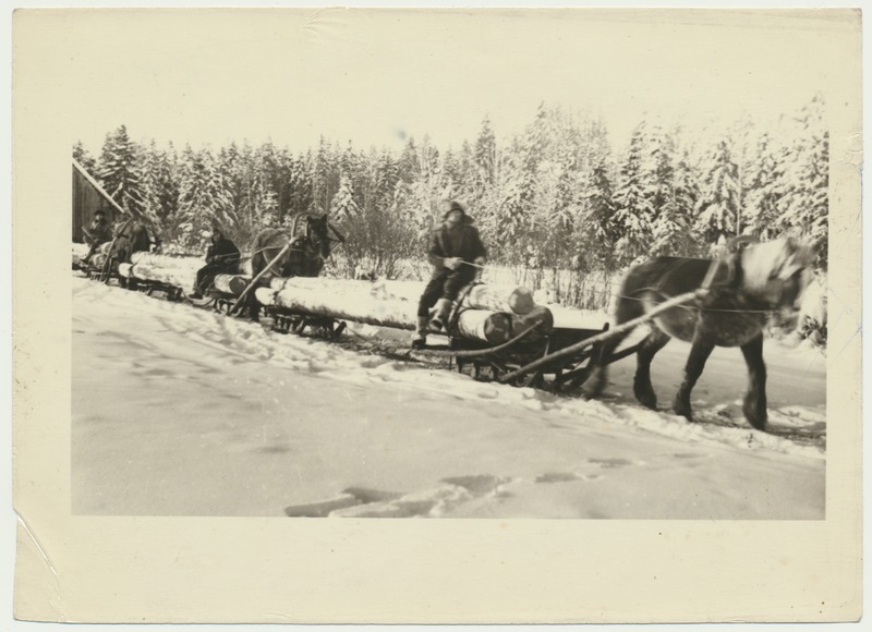 foto, Viljandimaa, kolhoos Võit, metsavedu, hobused, 1950