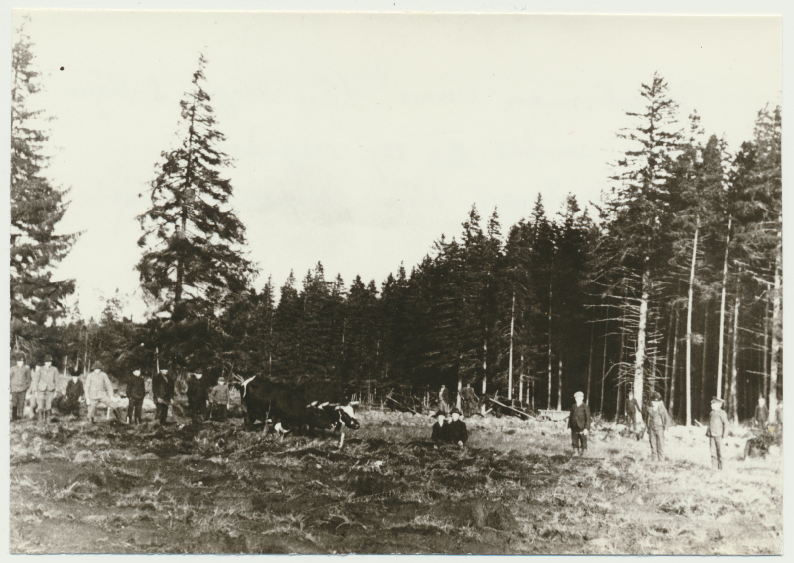 fotokoopia, Viljandimaa, Kõpu mõis, uudismaa künd härgadega, 1903, repro L. Vellema