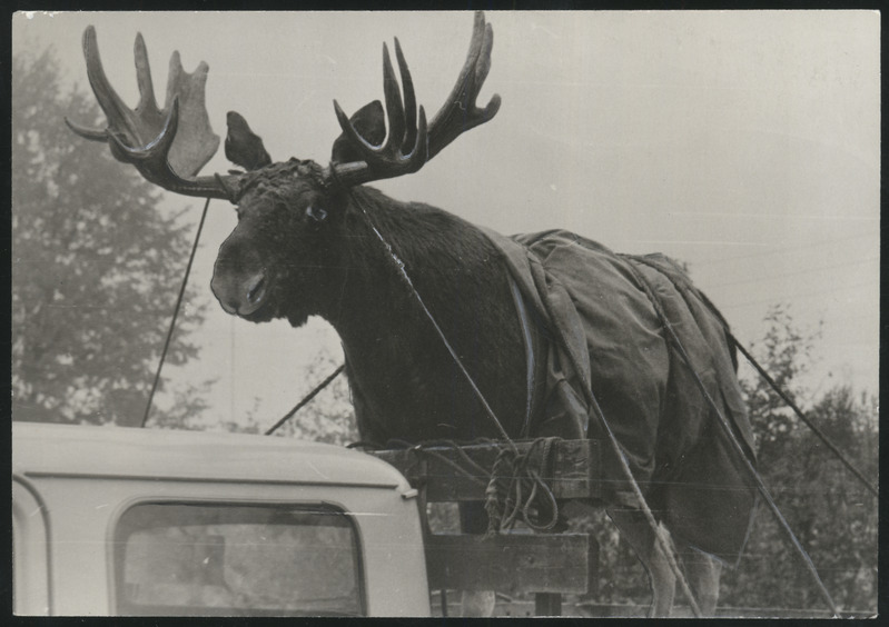 foto, Viljandi, Viljandi muuseumi eksponaat, põdra kaavik veoauto kastis sõitmas Tallinna Balti jahitrofeede näitusele, august 1972, foto A. Parve