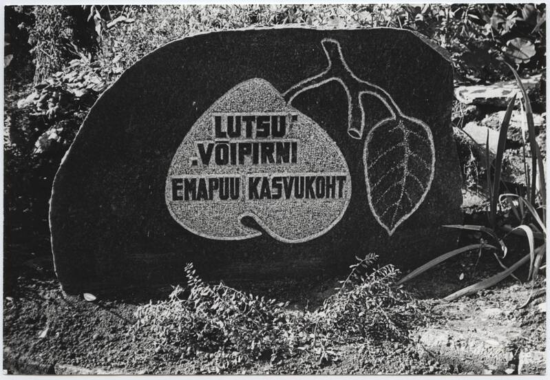foto, Viljandi, Oru tn 23, aed, mälestuskivi Lutsu võipirni emapuu kasvukohale, september 1985, foto E. Veliste