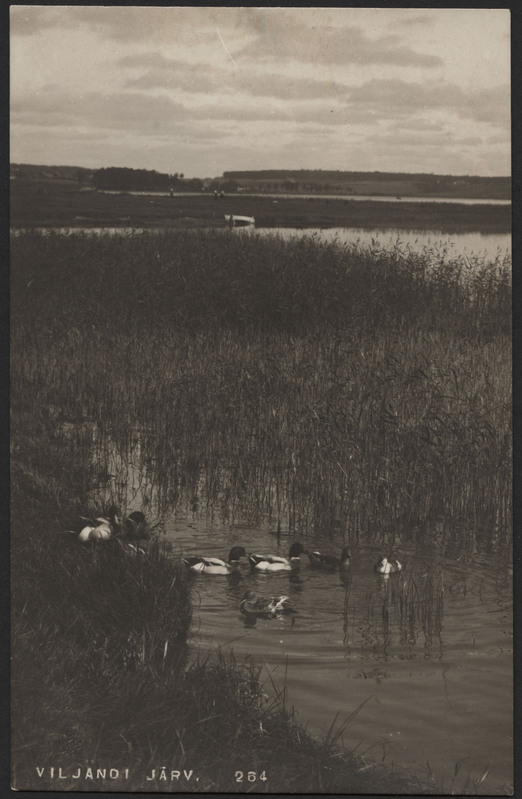 fotopostkaart, Viljandi, järv, roostik, pardid, Tartu mnt, ümbrus, u 1915, foto J. Riet