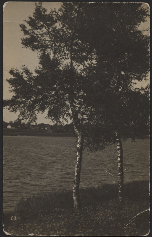 fotopostkaart, Viljandi, vastaskallas, kased, linna majad mäeveerul, u 1915, foto J. Riet