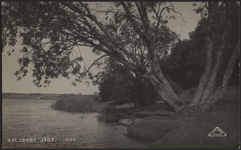 fotopostkaart, Viljandi, järve vastaskallas, mitmeharuline puu, järv, Viiratsi mägi, Tartu mnt, u 1920, foto J. Riet