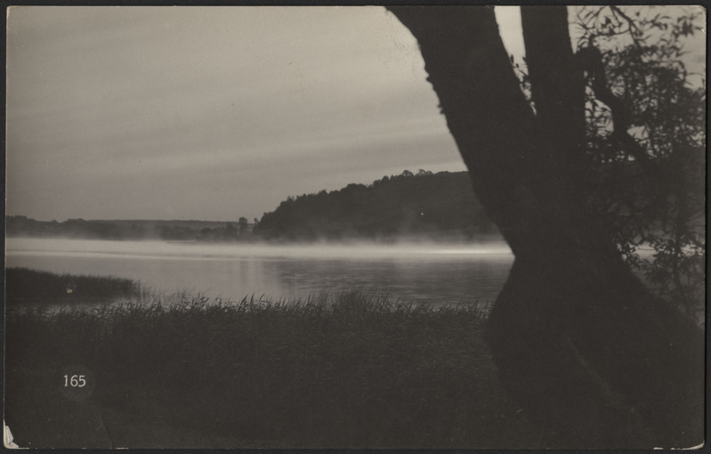 fotopostkaart, Viljandi, roostik, puu, järv, vastaskallas, u 1915, foto J. Riet