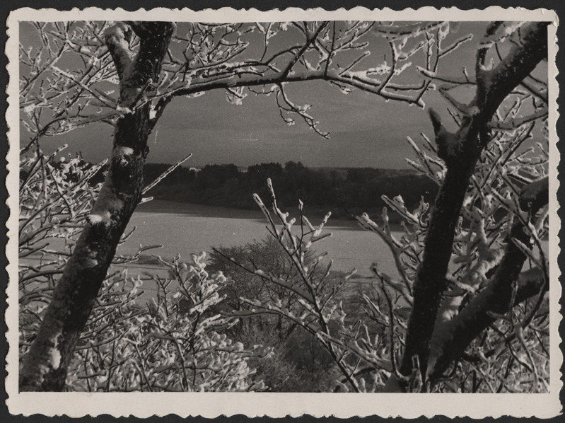 fotopostkaart, Viljandi, järv, vastaskallas, lumised oksad, talv, u 1955