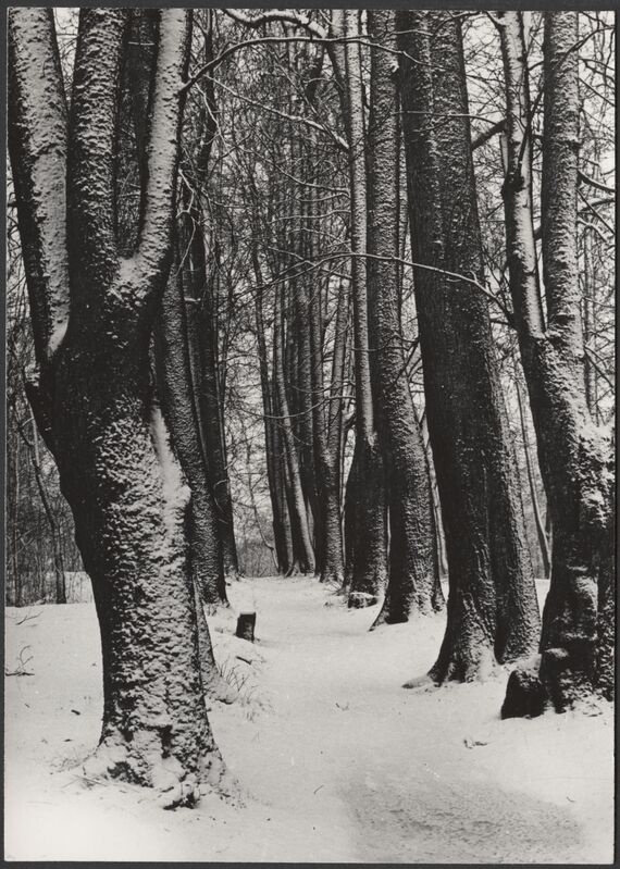 foto, Viljandi, Filosoofia puiestee, talv, 1974, foto E. Veliste