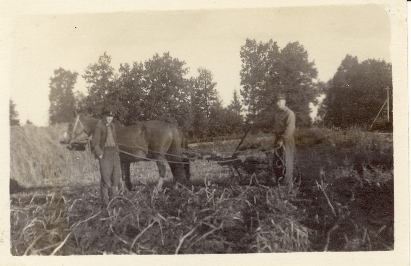 Kartulivõtmine hobumasinaga aretusjaama katsepõllul