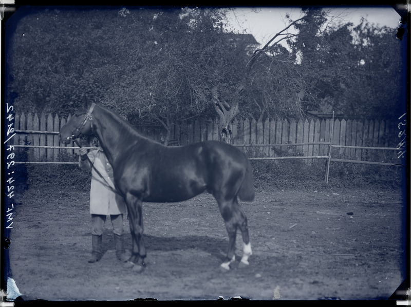 fotonegatiiv, Seisler, hobune, mees, 1913 foto J. Riet