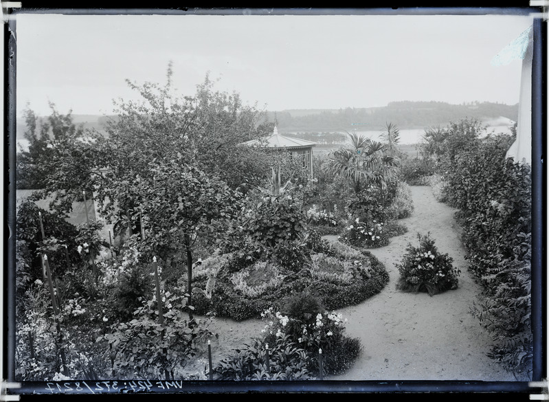 fotonegatiiv, Viljandi Posti tn 42 aednik H. Wichwelin'i aed 1904 foto J. Riet