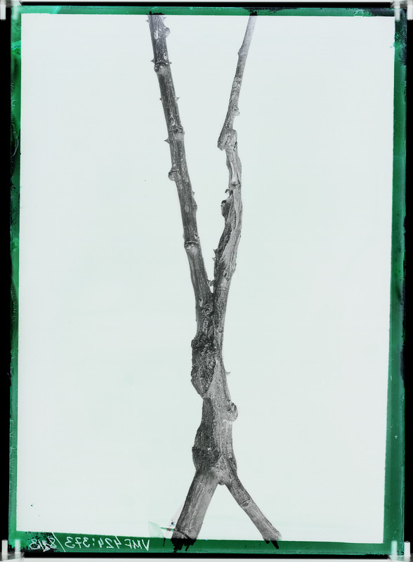 fotonegatiiv, Viljandi, aednik Hans Wichwelin'i poogitud roosioks 1904 foto J. Riet