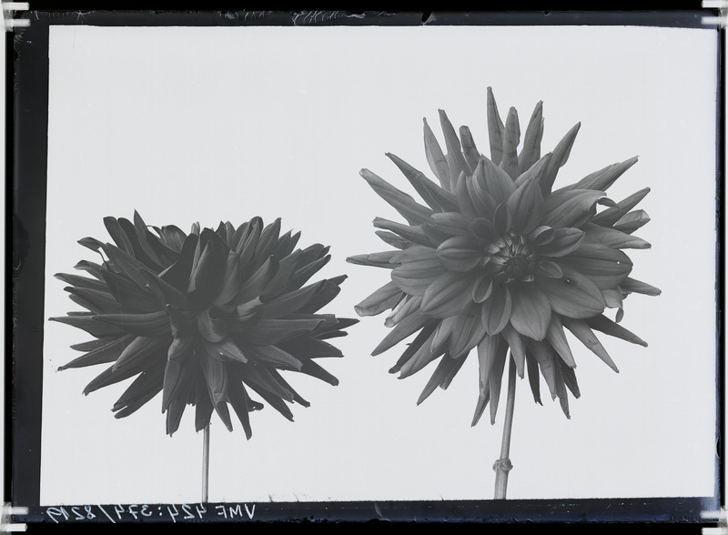 fotonegatiiv, Viljandi, aednik Hans Wichwelin´i 2 lilleõit, daalia 1904 foto J. Riet