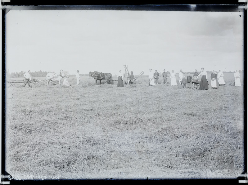 fotonegatiiv, Halliste khk, Tõlla talu, heinategu, omanik Meltsas, 1907 foto J.Riet