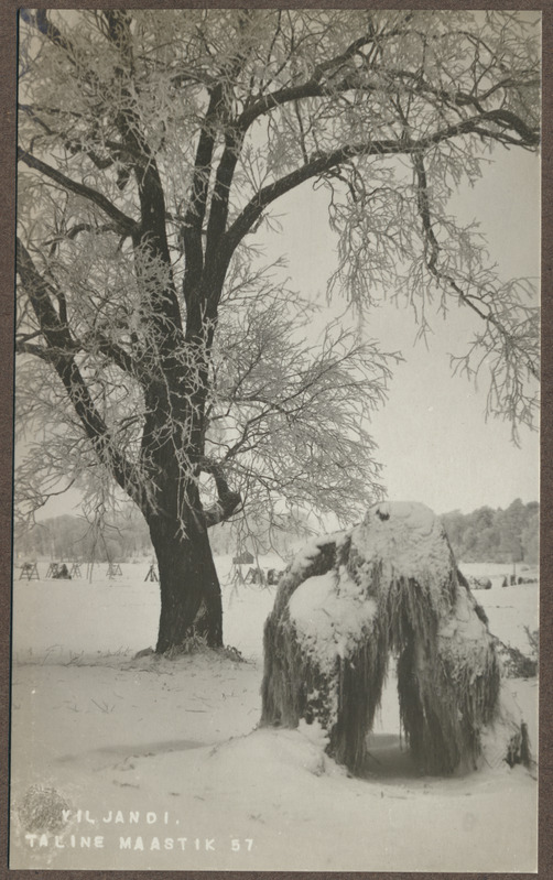 foto albumis, Viljandi, järveäärne heinamaa talvel, u 1920, foto J. Riet