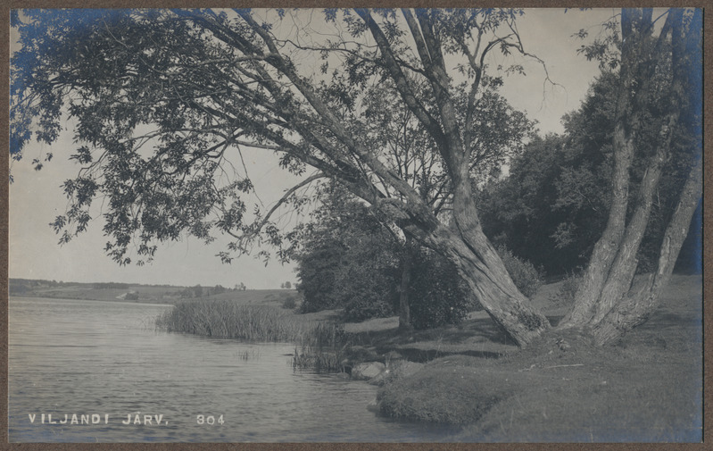 foto, Viljandi, järve vastaskallas, mitmeharuline puu, järv, taga Tartu tee
, u 1920nd