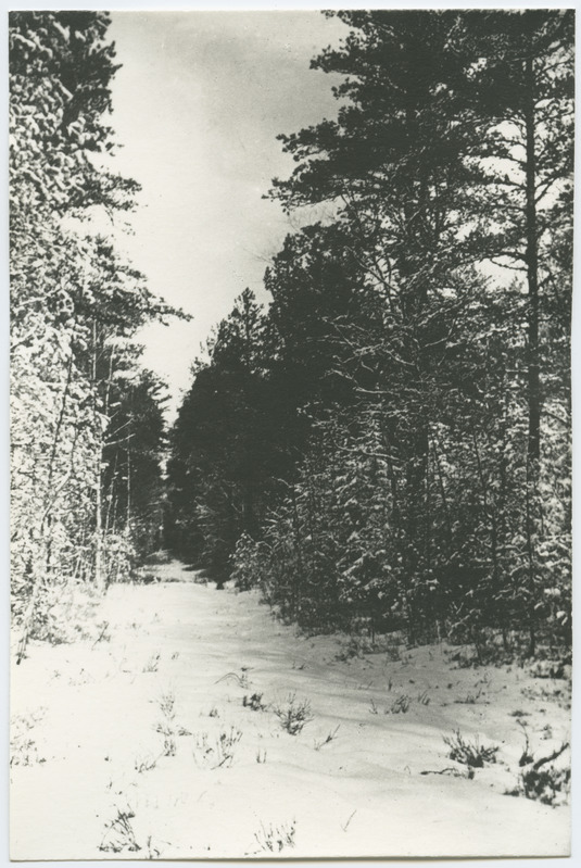 Tee Pirita männimetsas, talvefoto.