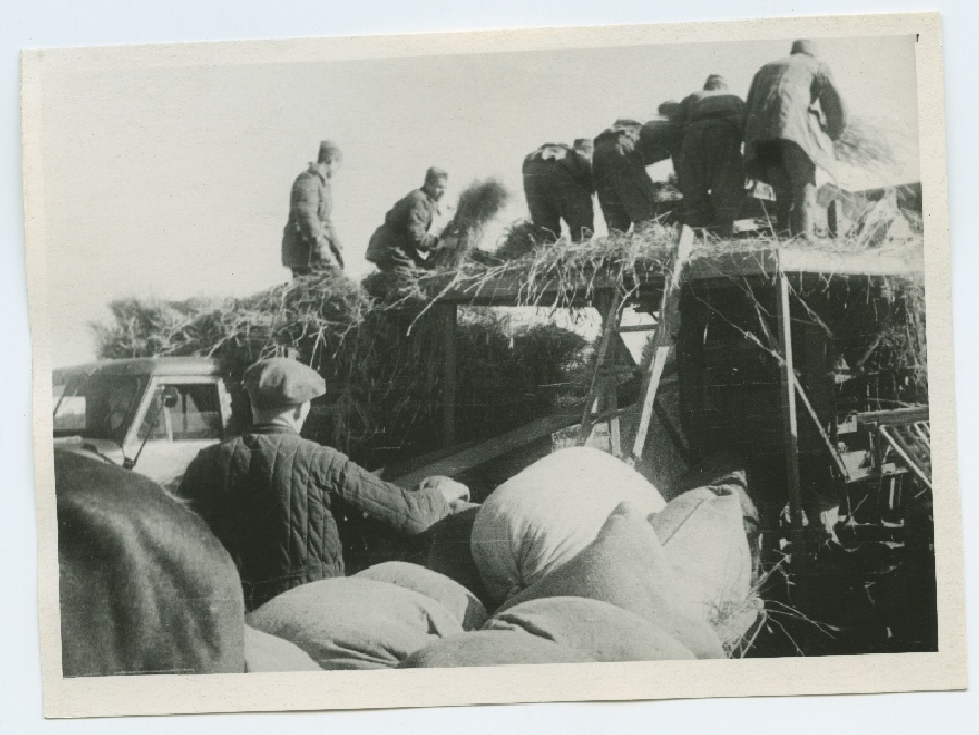 Viljapeks 1945. aasta sügisel Keila rajoonis.
