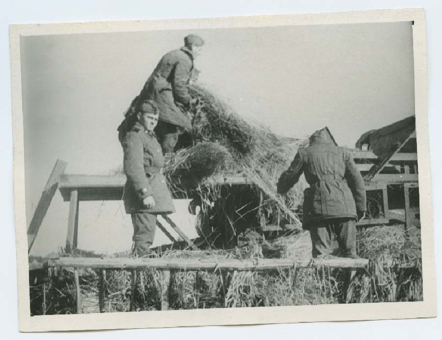 Viljapeks 1945. aasta sügisel Keila rajoonis.