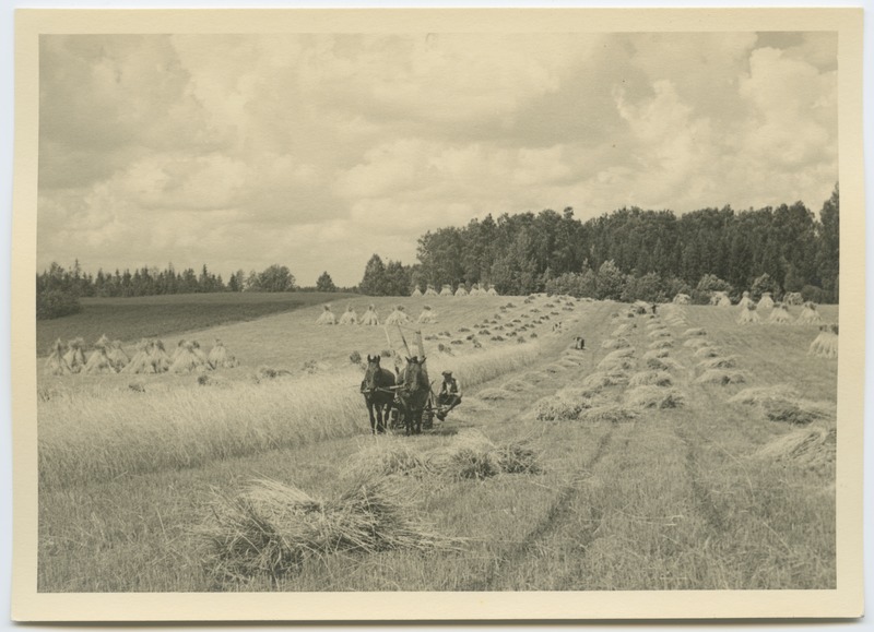 Rukkilõikus Lõuna-Eesti põldudel.