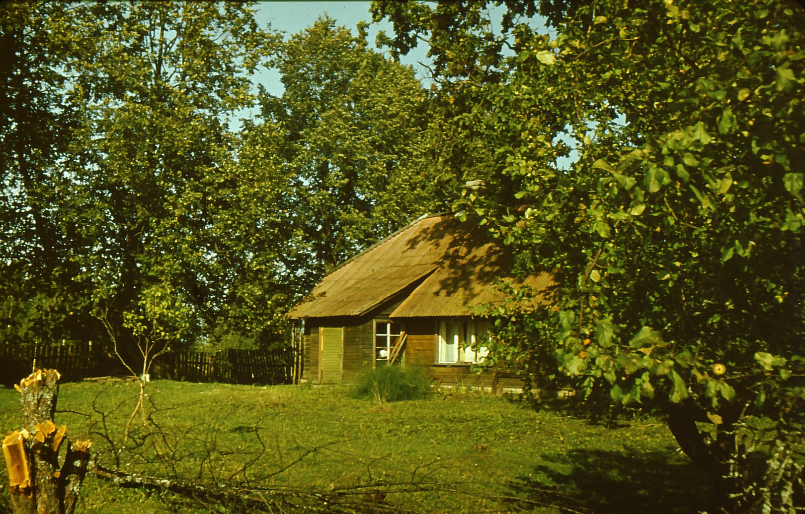 Pine (Rauba) in Jeedaskülas near Vastseliina, summer 1987.