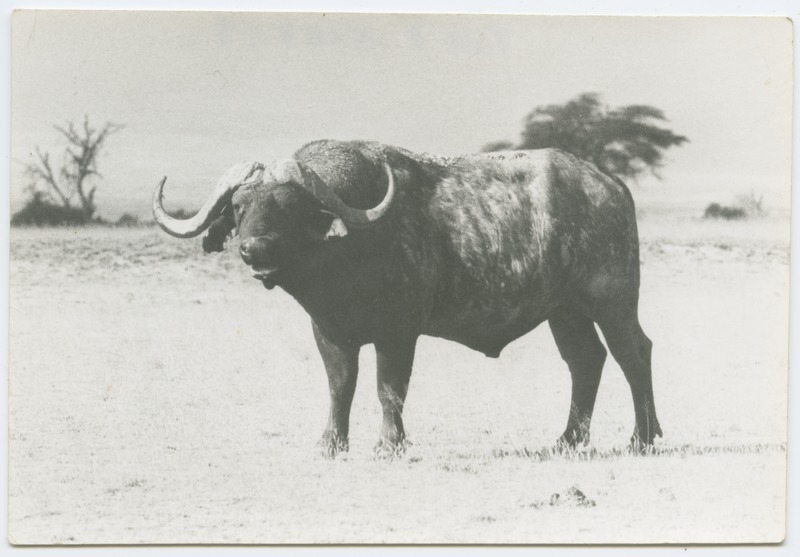 Aafrika pühvel.