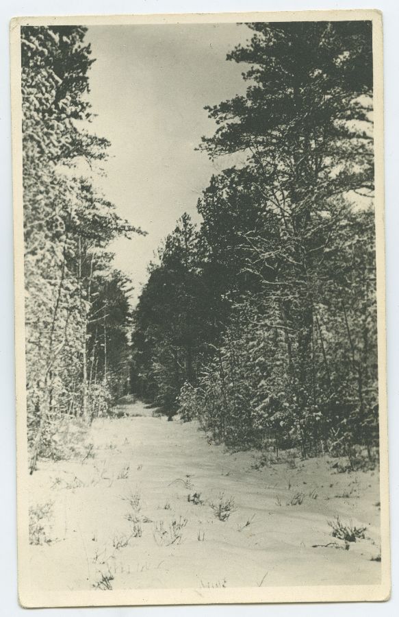 Tallinn, Pirita, metsa siht talvel.