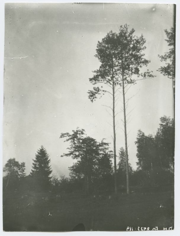Maastikufoto kahe kõrge puuga esiplaanil, 1920-ndad aastad.