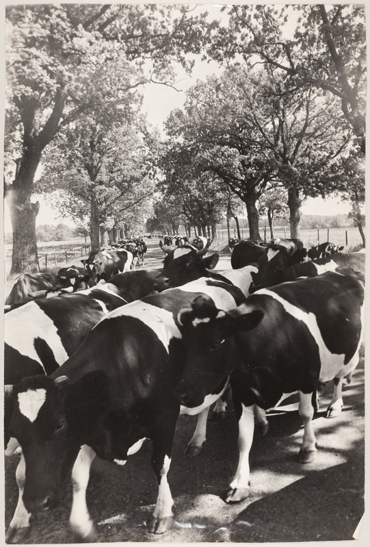 ,,Piimalaevad'': lehmakari teel.